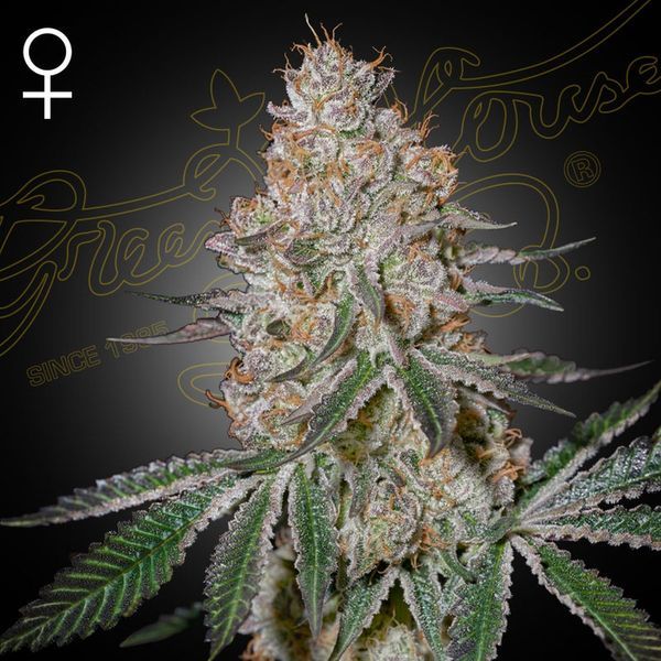 HighCloudZ (Greenhouse Seeds) Feminiserede