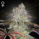 AlienZ (Greenhouse Seeds) Feminiserede