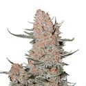 Ztrawberriez Auto (FastBuds) Feminiserede