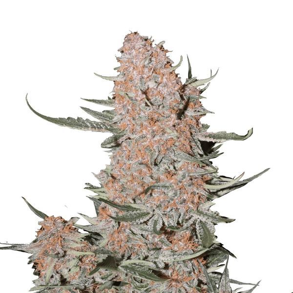 Ztrawberriez Auto (FastBuds) Feminiserede