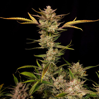Ztrawberriez Auto (FastBuds) Feminiserede