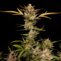 Ztrawberriez Auto (FastBuds) Feminiserede