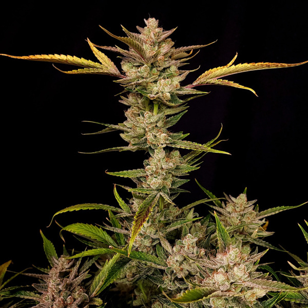 Ztrawberriez Auto (FastBuds) Feminiserede
