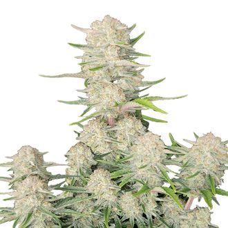 Apricot Auto (FastBuds) Feminiserede