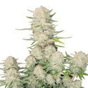 Apricot Auto (FastBuds) Feminiserede