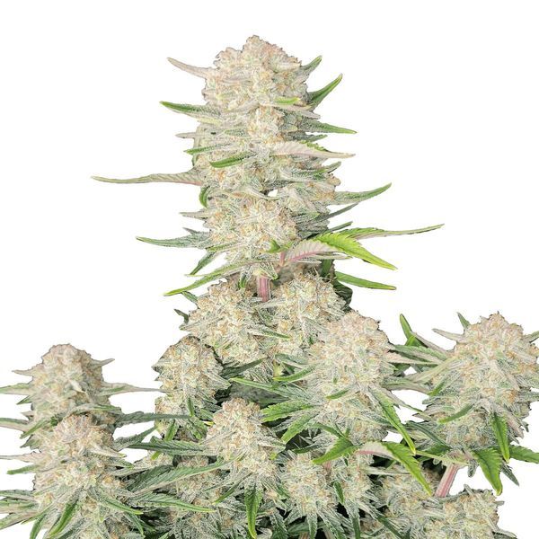 Apricot Auto (FastBuds) Feminiserede