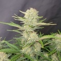 Apricot Auto (FastBuds) Feminiserede