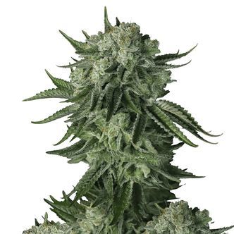 Moby Dick Original Auto (FastBuds) feminiserede cannabisfr&oslash;