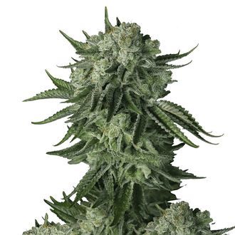 Moby Dick Original Auto (FastBuds) Feminiserede