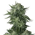 Moby Dick Original Auto (FastBuds) Feminiserede