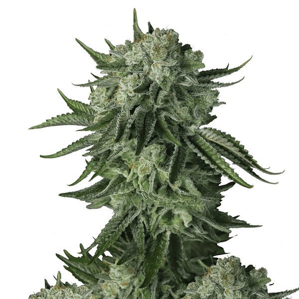 Moby Dick Original Auto (FastBuds) Feminiserede