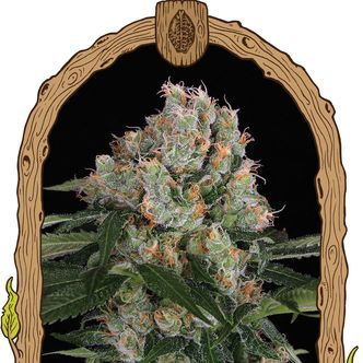 Arctic Flurry (Exotic Seed) feminiserede cannabisfr&oslash;