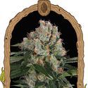 Artic Flurry (Exotic Seed) Feminiserede