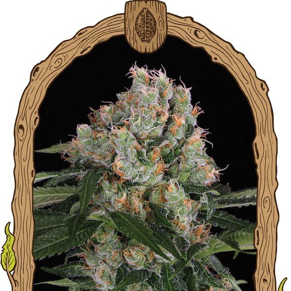 Artic Flurry (Exotic Seed) Feminiserede