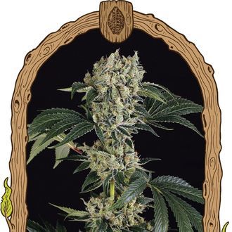 Sugar Larry (Exotic Seed) Feminiserede