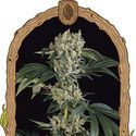 Sugar Larry (Exotic Seed) Feminiserede