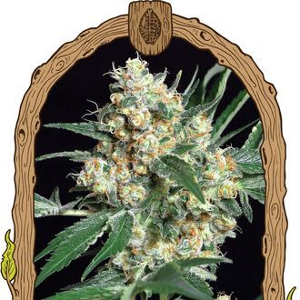 Honey Mints (Exotic Seed) Feminiserede