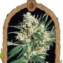 Honey Mints (Exotic Seed) Feminiserede