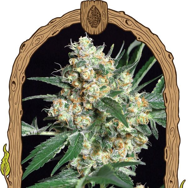 Honey Mints (Exotic Seed) Feminiserede