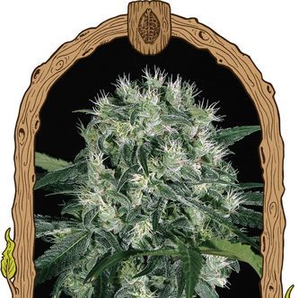 Pink Hokkaido (Exotic Seed) feminiserede cannabisfr&oslash;