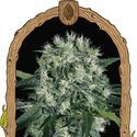 Pink Hokkaido (Exotic Seed) Feminiserede