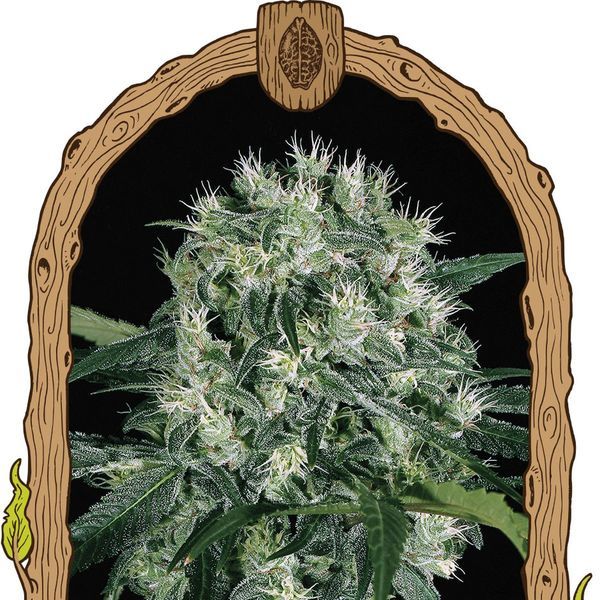 Pink Hokkaido (Exotic Seed) Feminiserede