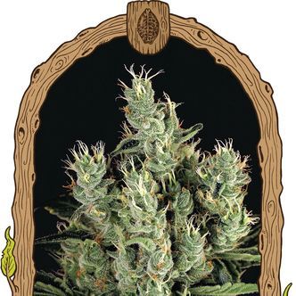 Tangerine Band (Exotic Seed) feminiserede cannabisfr&oslash;
