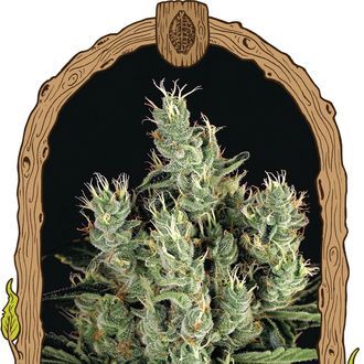 Tangerine Band (Exotic Seed) Feminiserede