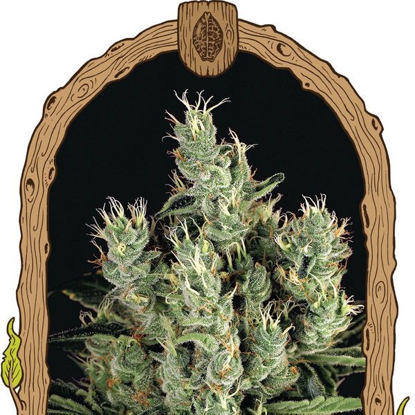 Tangerine Band (Exotic Seed) Feminiserede
