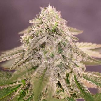 Bay Burger (Delicious Seeds) Feminiserede