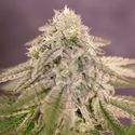 Bay Burger (Delicious Seeds) Feminiserede