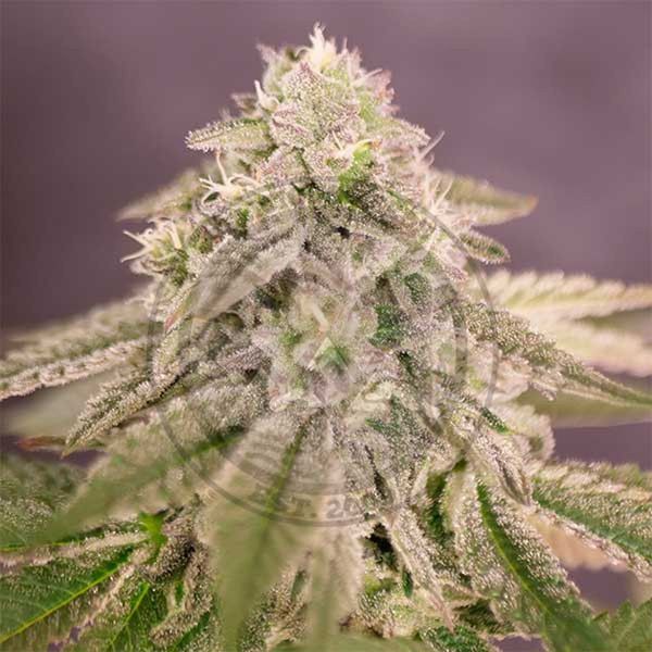 Bay Burger (Delicious Seeds) Feminiserede