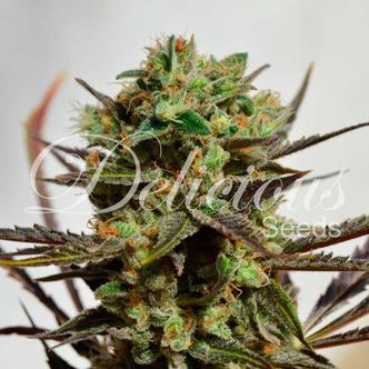 Delicious Candy (Delicious Seeds) feminiserede