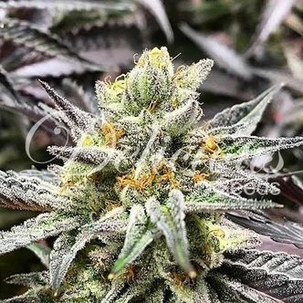 Delicious Cookies (Delicious Seeds) Feminiserede cannabisfr&oslash;