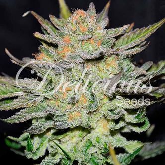 Blue Ace CBD Auto (Delicious Seeds) feminiserede