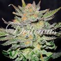 Blue Ace CBD Auto (Delicious Seeds) Feminiserede