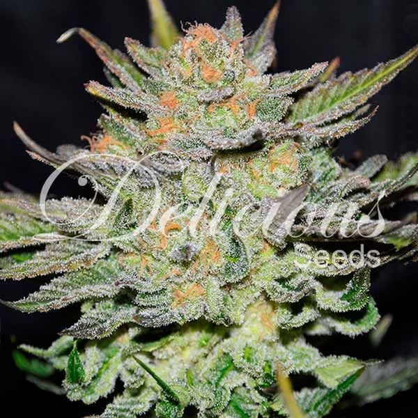 Blue Ace CBD Auto (Delicious Seeds) Feminiserede