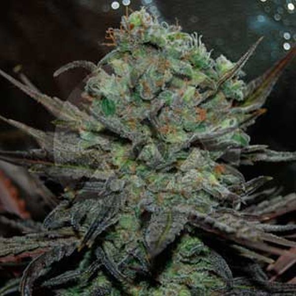 Eleven Roses Auto (Delicious Seeds) Feminiserede