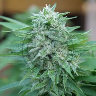 Moby Delicious (Delicious Seeds) Feminiserede