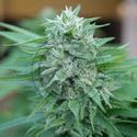 Moby Delicious (Delicious Seeds) Feminiserede