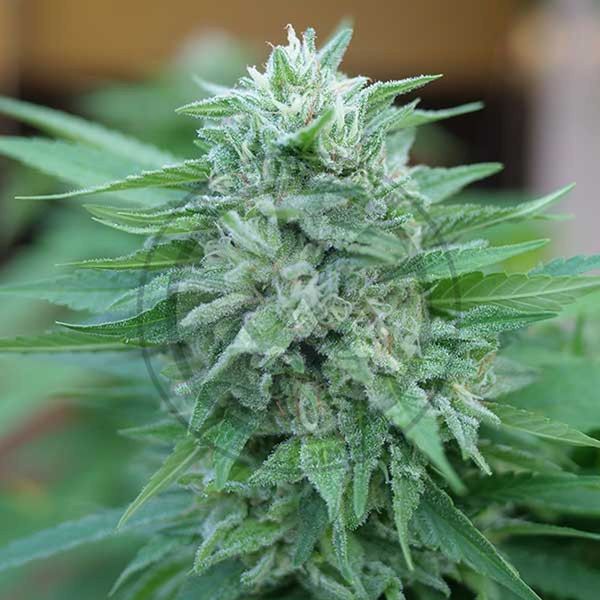 Moby Delicious (Delicious Seeds) Feminiserede