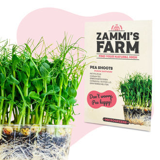 Microgreens &aelig;rteskudfr&oslash; (Pisum sativum)