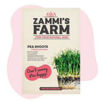 Microgreens ærteskudfrø (Pisum sativum)