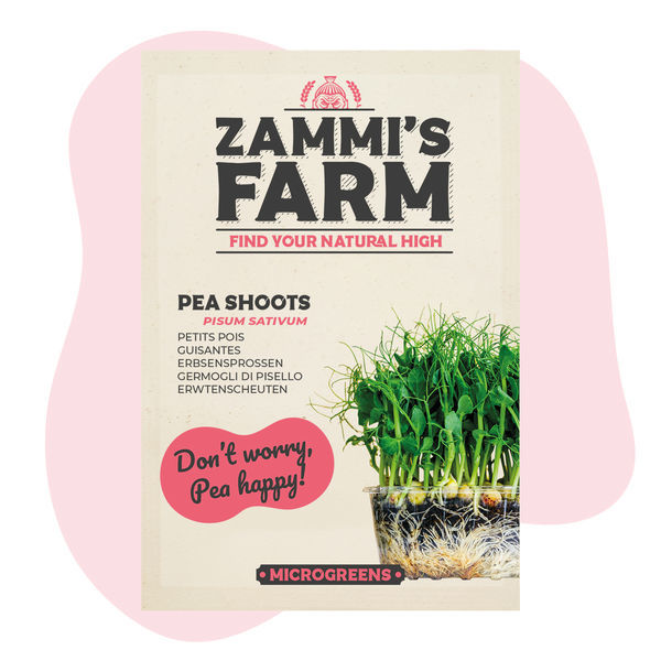 Microgreens ærteskudfrø (Pisum sativum)