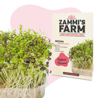 Mizuna microgreens-fr&oslash; (Brassica rapa)