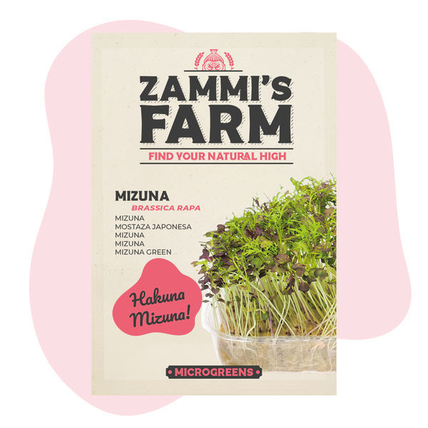 Mizuna mikrogrønt (Brassica rapa) frø
