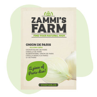 Onion de Paris (Allium cepa) frø
