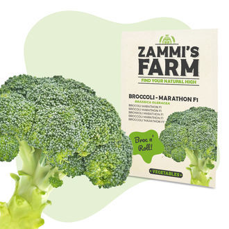 Broccoli Marathon F1 (Brassica oleracea) frø