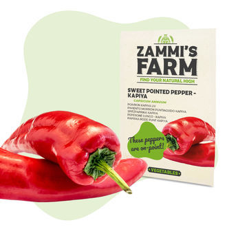 S&oslash;d spids peber Kapiya (Capsicum annuum) fr&oslash;