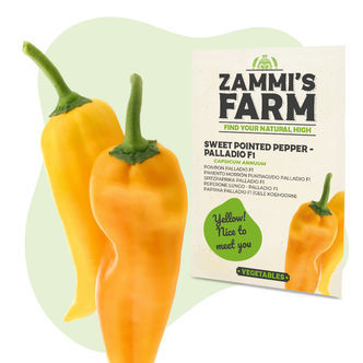 S&oslash;de spidse peberfr&oslash; Palladio F1 (Capsicum annuum)